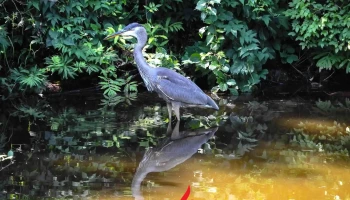 Blue Heron School at Squam Lakes Natural Science Center - Holderness