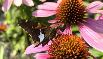 Direct Native Plants - Middle River