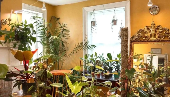 The Living Room Houseplants and Little Used Book Shop - Charlotte Hall